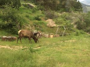 elk by fire pit